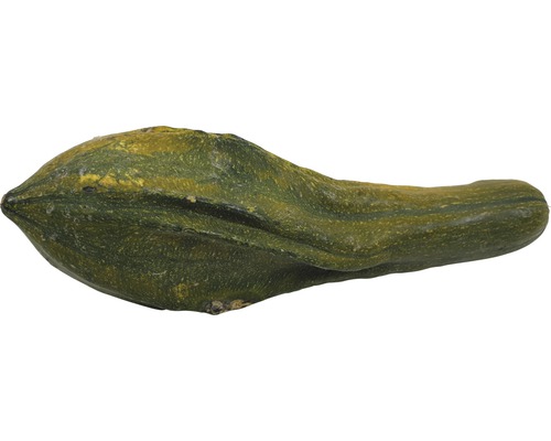 Dekokürbis mit länglicher Form