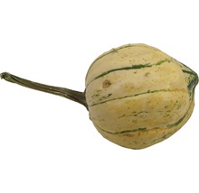 Zierkürbis mit Stiel