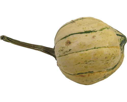 Zierkürbis mit Stiel
