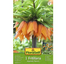 Blumenzwiebel FloraSelf Kaiserkrone 'Aurora' orange 1 Stk