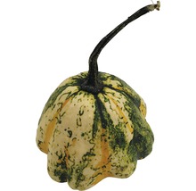 Pattison-Kürbis