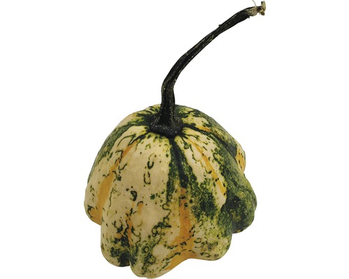 Pattison-Kürbis