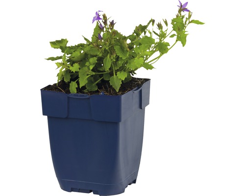 Glockenblume im Topf für den Garten