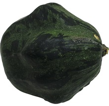 Einzelner grüner Kürbis