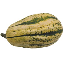 Einzelner Speisekürbis