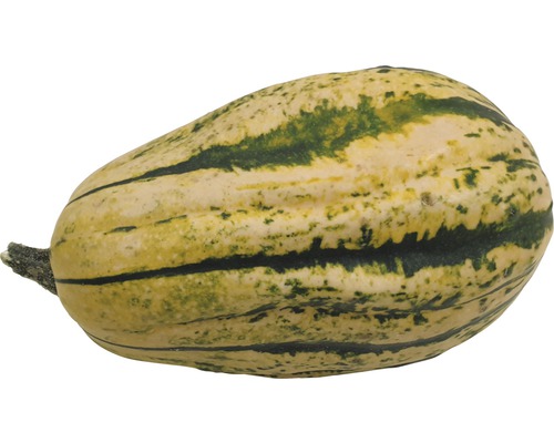 Einzelner Speisekürbis