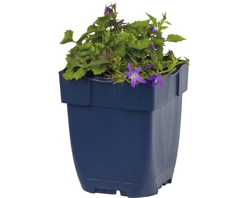 Glockenblume im Topf