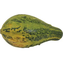 Ein Kürbis mit grünlicher Schale