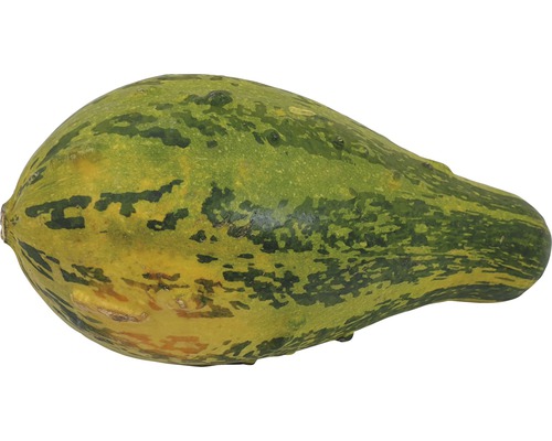 Ein Kürbis mit grünlicher Schale