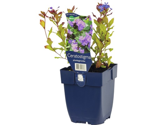 Bleiwurz Ceratostigma plumbaginoides im Topf