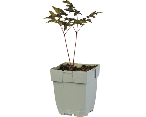 Oktober Silberkerze FloraSelf Cimicifuga (Actaea) 'Queen of Sheba' H 5-30 cm Co 0,5 L Japanischer Ahorn im Topf
