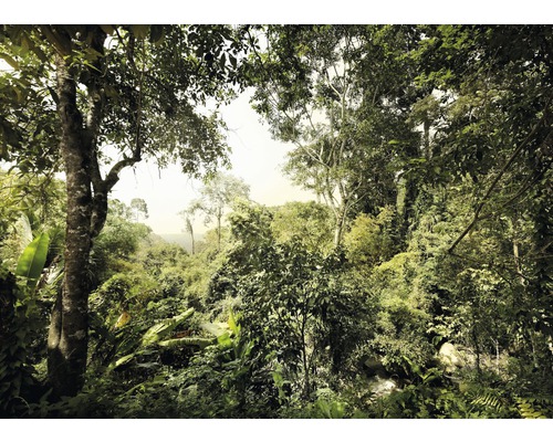 Fototapete Vlies V7-751 Dschungel 7-tlg. 350 x 250 cm