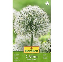 Verpackung einer Allium Mount Everest Zierlauch Blumenzwiebel