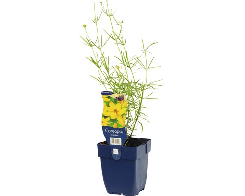 Quirllständiges Mädchenauge FloraSelf Coreopsis verticillata H 5-20 cm Co 0,5 L Coreopsis verticillata Pflanze in einem Topf