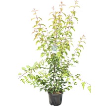 Feuer-Ahorn FloraSelf Acer ginnala H 100-150 cm Co 10 L-thumb-1
