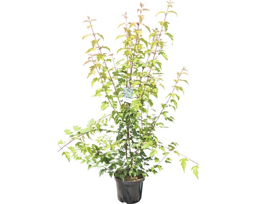 Fächerahorn im Topf mit grünen Blättern.