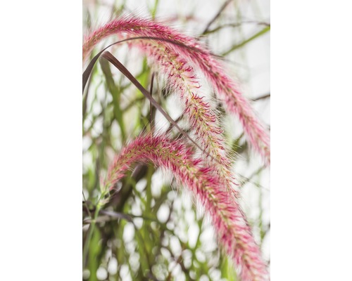 Rotes Lampenputzergras FloraSelf Pennisetum advena 'Summer Samba' H 20-40 cm Co 3 L Ziergras mit purpurfarbenen Blütenständen