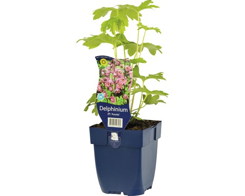 Rittersporn FloraSelf Delphinium-Cultivars 'Astolat' H 5-20 cm Co 0,5 L Rittersporn Pflanze im Topf