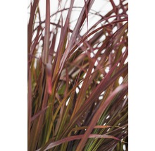 Rotes Lampenputzergras FloraSelf Pennisetum advena 'Summer Samba' H 20-40 cm Co 3 L-thumb-2