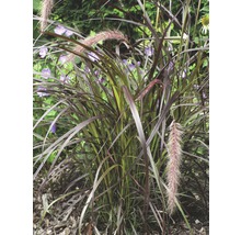 Rotes Lampenputzergras FloraSelf Pennisetum advena 'Summer Samba' H 20-40 cm Co 3 L-thumb-1