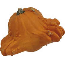 Zierkürbis