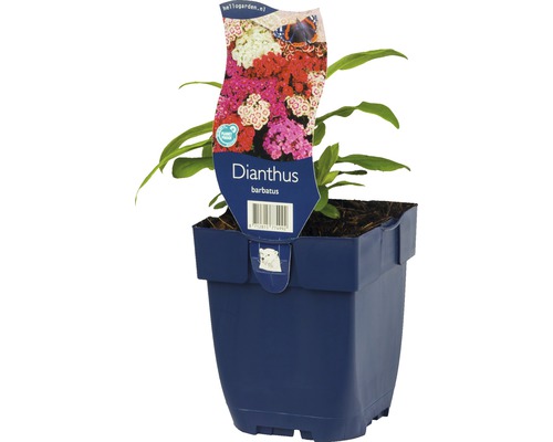 Bartnelke Mix FloraSelf Dianthus barbatus H 5-25 cm Co 0,5 L zufällige Sortenauswahl Gartennelke im Topf