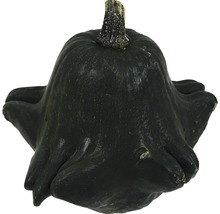 Einzelner Zierkürbis