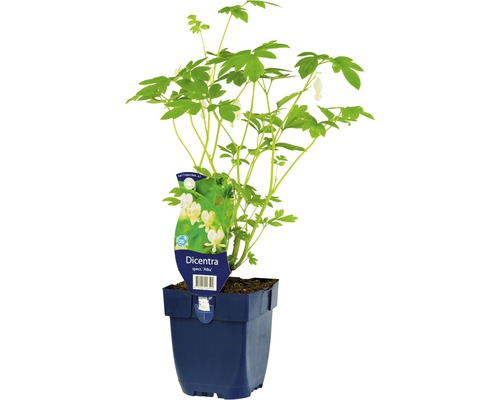 Tränendes Herz, Herzblume FloraSelf Dicentra spectabilis 'Alba' H 5-30 cm Co 0,5 L Tränendes Herz ''Alba'' im Topf