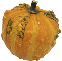 Zierkürbis mit unebener Oberfläche