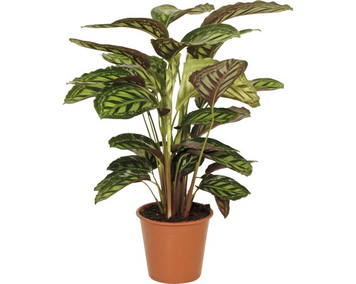 Korbmaranthe FloraSelf Calathea-Cultivars 'Flamestar' H 80-90 cm Ø 19 cm Topf