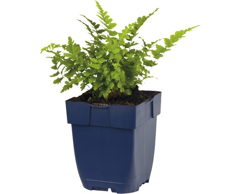 Grüner Farn in blauem Topf