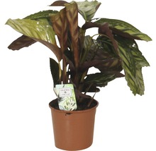 Korbmarante FloraSelf Calathea 'Flamestar' H 45-55 cm Ø 14 cm Topf