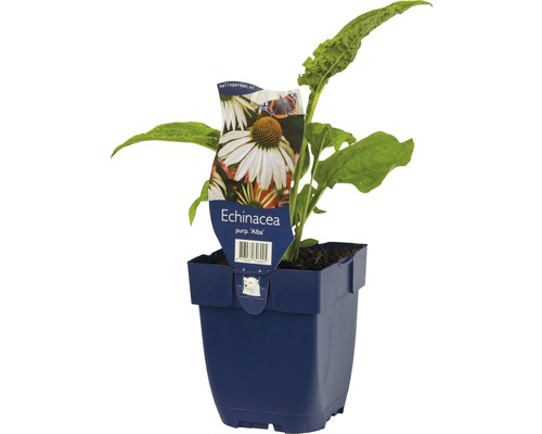 Echinacea purpurea ''Alba'' Pflanze im Topf