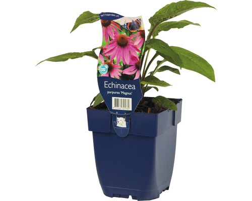 Echinacea Purpurea Magnus Pflanze im Topf