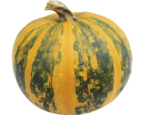 Gelb gestreifter Kürbis