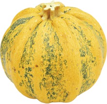 Gelber Kürbis mit Streifen