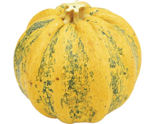 Gelber Kürbis mit Streifen