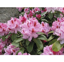 Nahaufnahme von Rhododendronblüten mit grünen Blättern