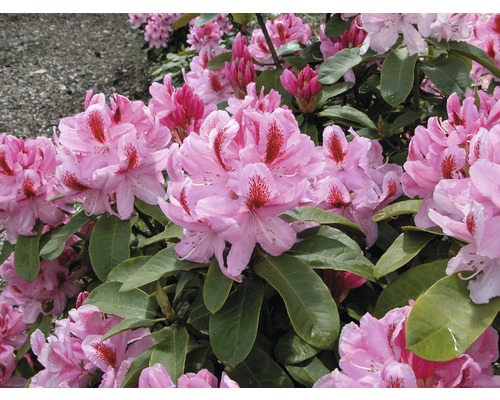 Nahaufnahme von Rhododendronblüten mit grünen Blättern