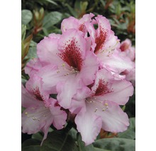 Nahaufnahme einer Rhododendronblüte