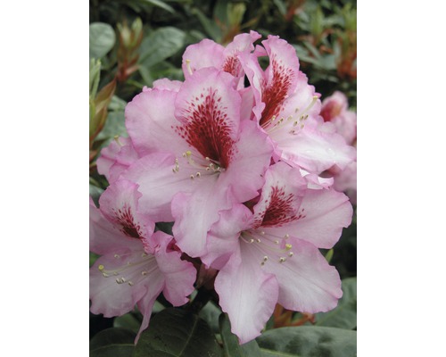 Rhododendron "Furnivalls Daughter" H 60-70 cm Co 15 L | HORNBACH