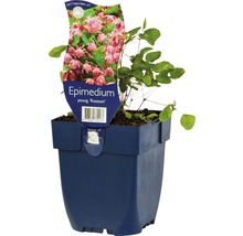Elfenblume Roseum im Topf