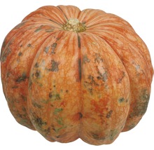 Orangefarbener Kürbis