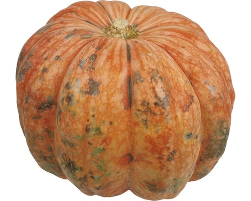 Orangefarbener Kürbis