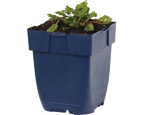 Blauer Pflanzkasten mit Pflanze