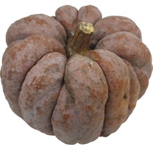 Kürbis Nahaufnahme