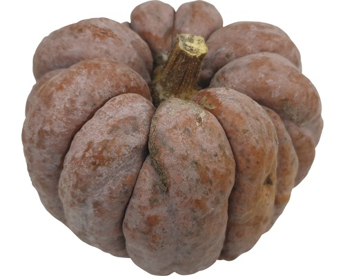 Kürbis Nahaufnahme