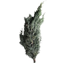 Bündel aus Zypressenzweigen