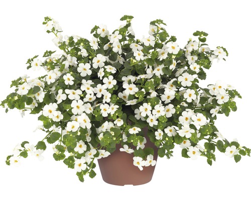 Schneeflockenblume FloraSelf Bacopa x Hybride 'Gulliver Dynamic White' Ø 12 cm Topf