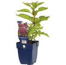Purpur-Wasserdost FloraSelf Eupatorium purpureum H 5-20 cm Co 0,5 L